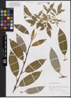 Foto von Salix daphnoides Vill.